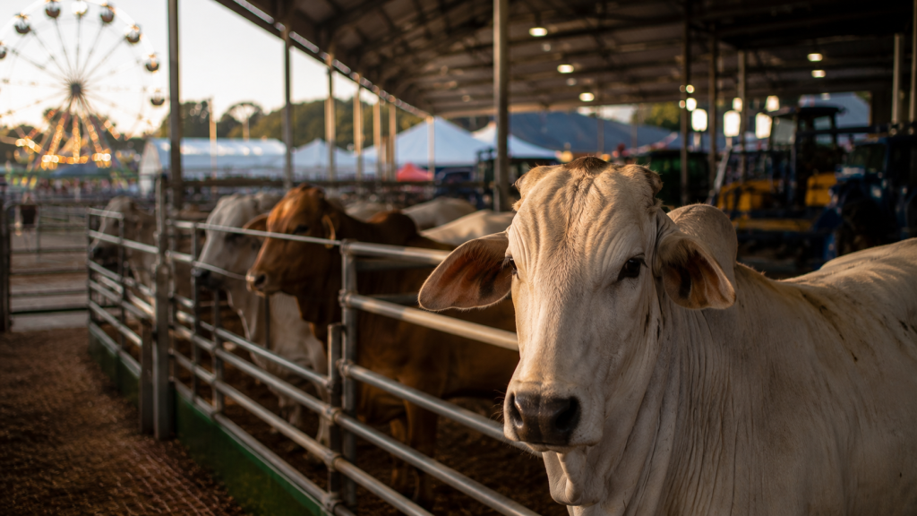 Exposul 2026 entra na reta final e movimenta Rondonópolis; veja como o evento pode impactar economia, empregos e turismo